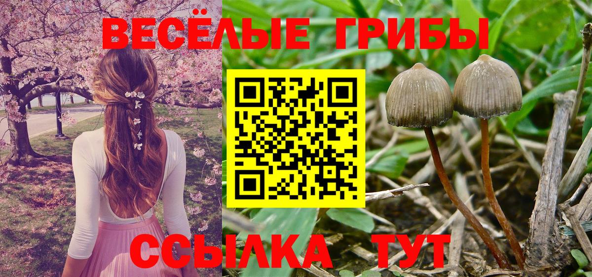 Черногорск  Псилоцибиновые грибы GOLDEN TEACHER  Вход с VPN 